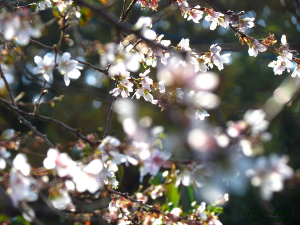 6217�͵���141122