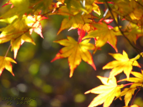 0577�ޤ��뤯������161113