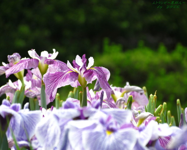 �ɻ桡3309�־Գ����ܥ����ꡡ1280&times;1024