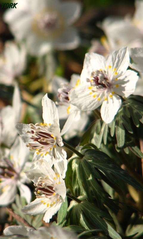 �����ѡ�2218��ʬ��480��800