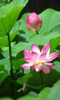 �����ѡ�3470ϡ240&times;400