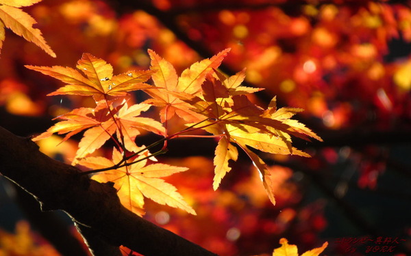 �ɻ桡6395����1280��800