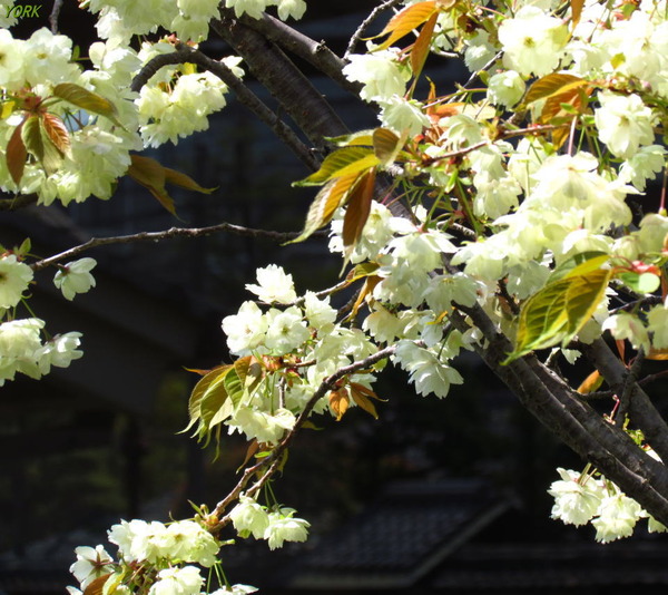 ���ޥ��ѡ�6822ݵ���960&times;854