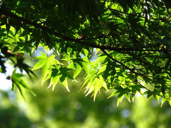 5951����᤯��ߥ�180520