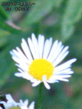 �ҥ᥸�祪��