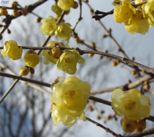 ���ޥ��ѡ�5984����������Х�960&times;854