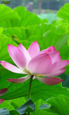 �����ѡ�2050ϡ2014��240��400