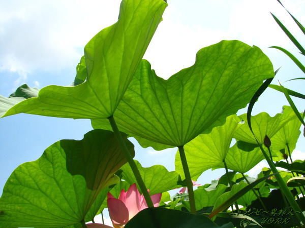 1164ϡ����110710