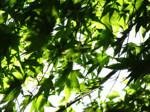 2569�ФΥ�ߥ�120504