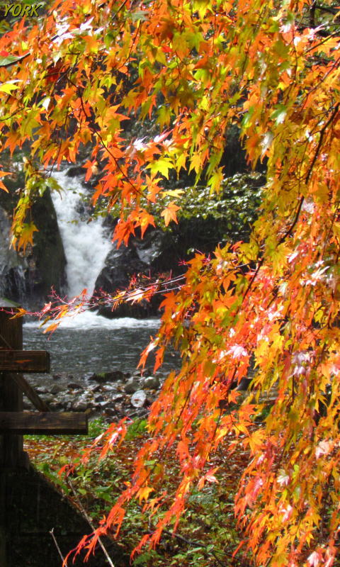 �����ѡ�0468���դȿ�����ư�����480��800