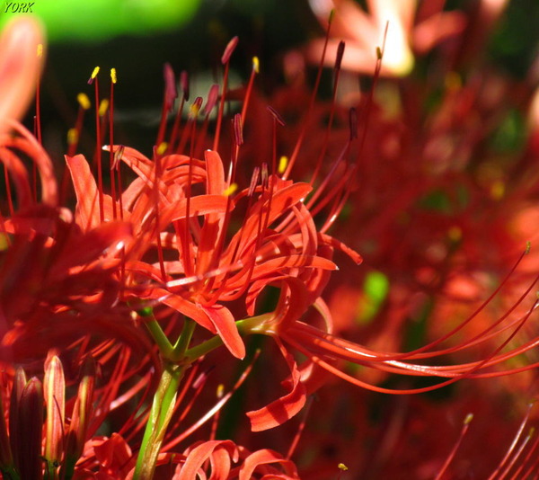 ���ޥ��ѡ�8665�ؼ��960��854