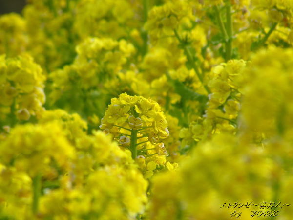 6115���ڲ�130203