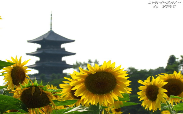 �ɻ桡3659�ҥޥ��ȸ޽���1280&times;800