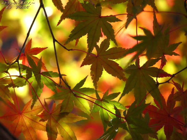 0727���Ȥ�ɤ��161116