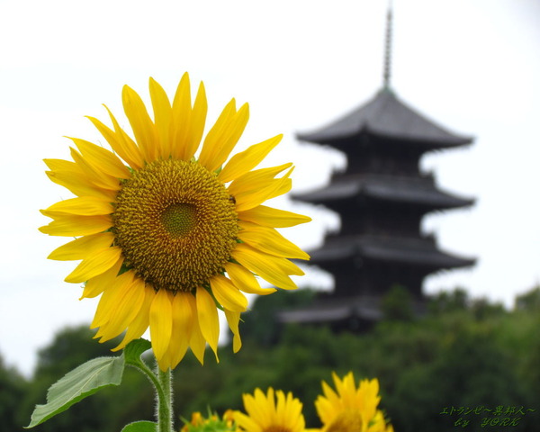 �ɻ桡9350�������ȸ޽���1280��1024