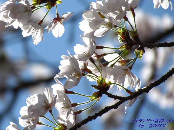 2239���餯120414