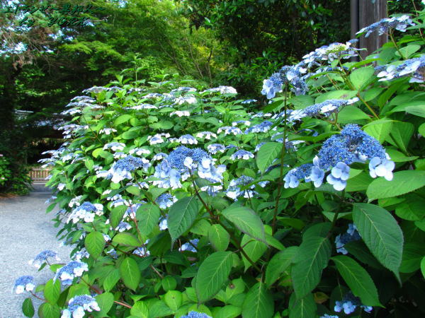 4550Ĺˡ���λ��۲�170618