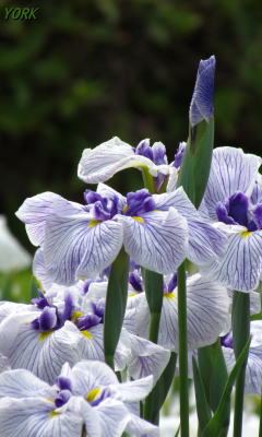 �����ѡ�3312�־Գ�240&times;400