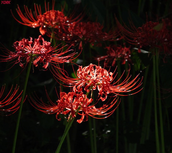 ���ޥ��ѡ�4562�ؼ��960&times;854