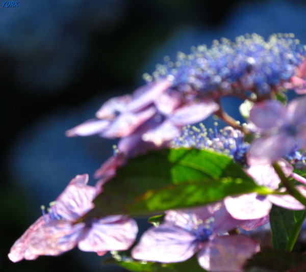 ���ޥ��ѡ�3603�ۻ��۲֥��եȥե�������960&times;854