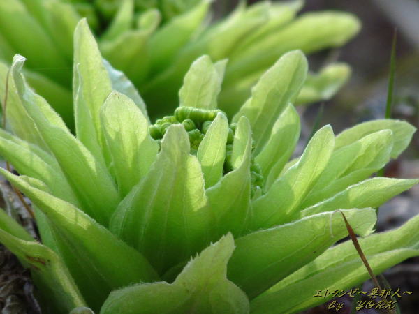 6393�դ��ΤȤ����å�130309