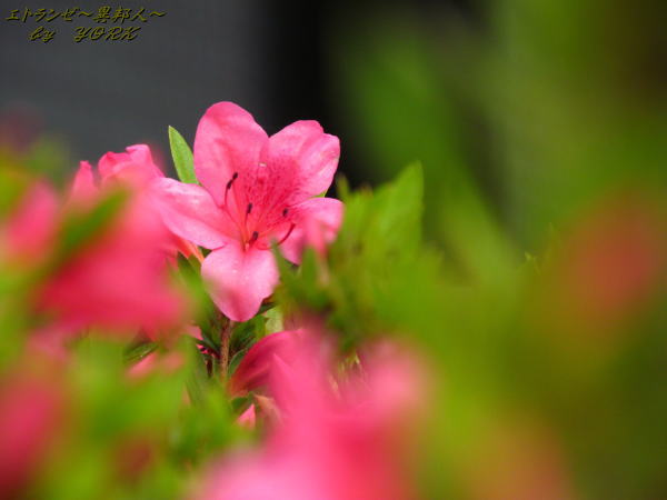 3120���ĥ����ܥ�120526