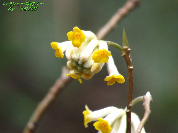 2430�ߥĥޥ�170318