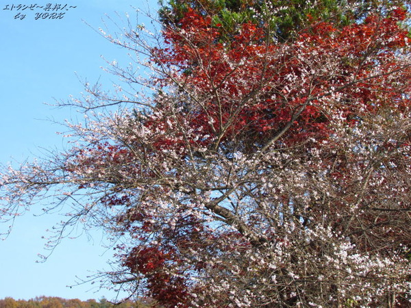 0877���դȻ͵���131124