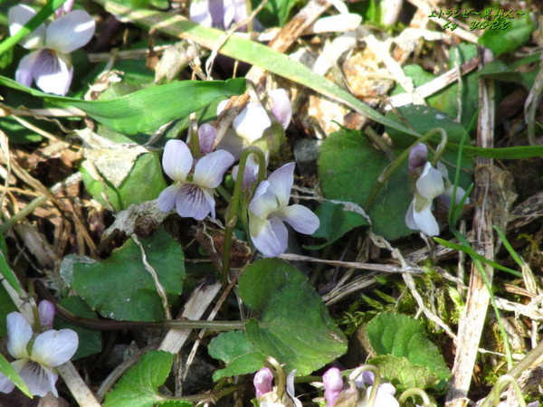 3240�����ĥܥ��ߥ�ΰ�170415