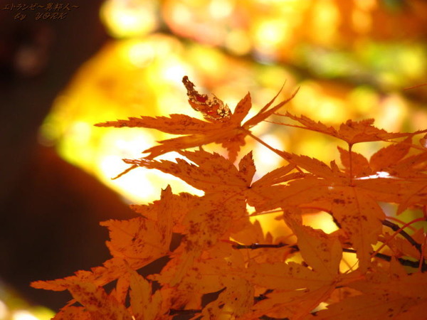 0648����161116