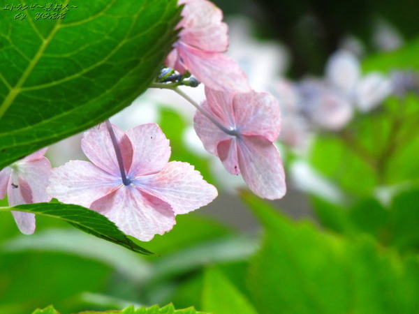 4633��������΢����170625