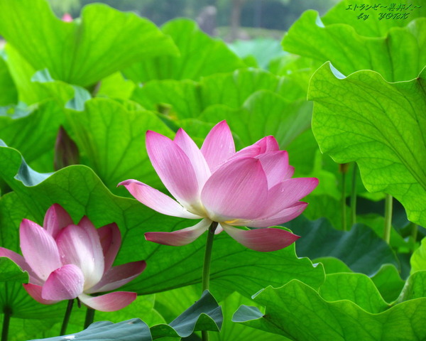 �ɻ桡2050ϡ2014��1280��1024