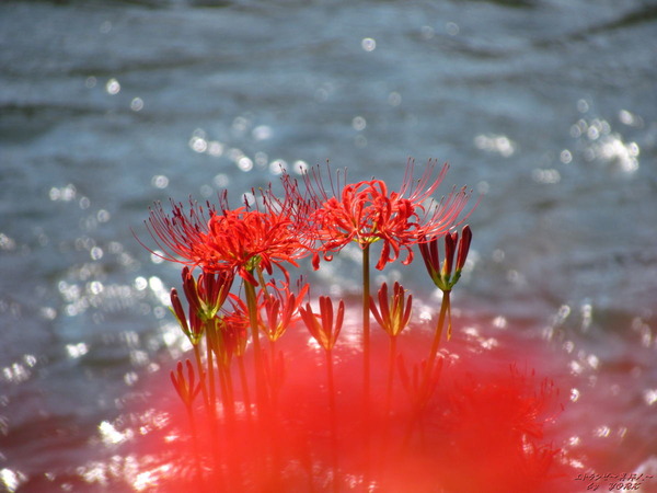 8154��߲����ܥ�����160924