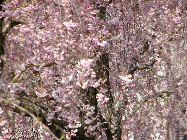 0342�����λ޿���110420