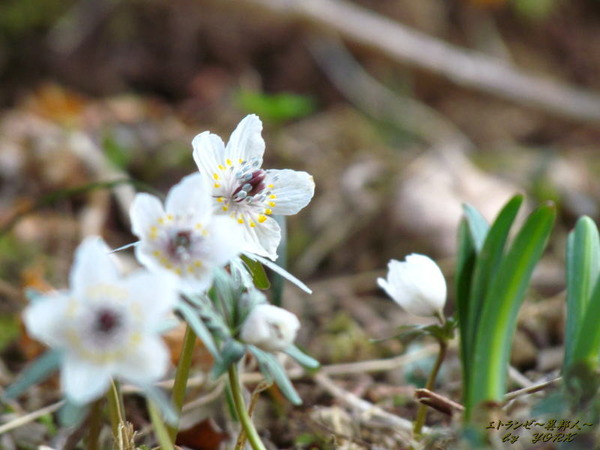 3393��ʬ��2016 160211.jpg