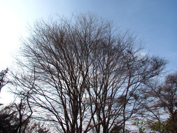 5961�Ķ����߸Ϥ�μ�130120