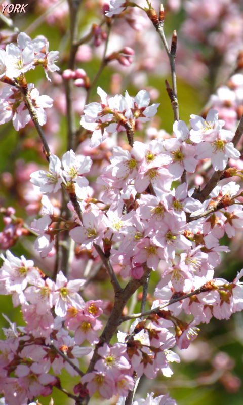 �����ѡ�0555��餭�κ�480��800