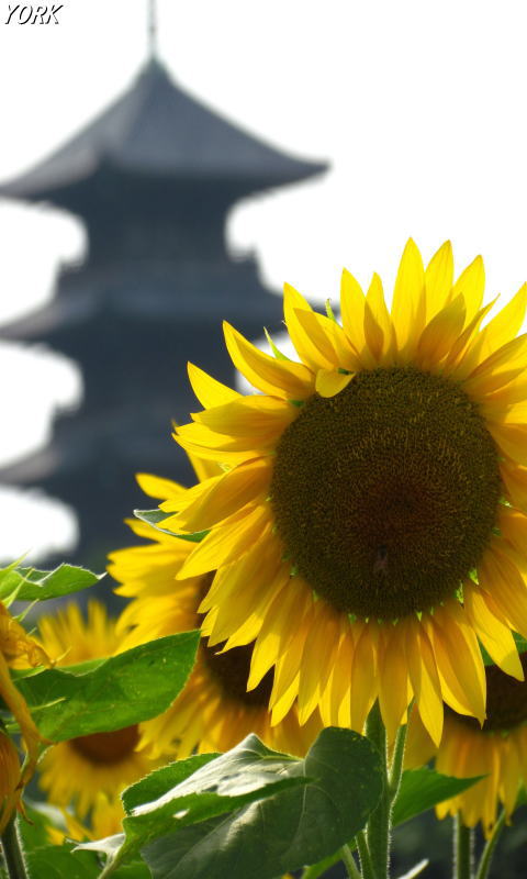 �����ѡ�3663�ҥޥ��ȸ޽���480&times;800