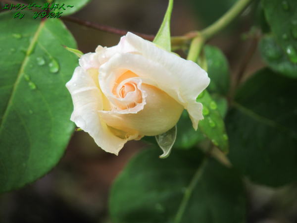 8475����150503