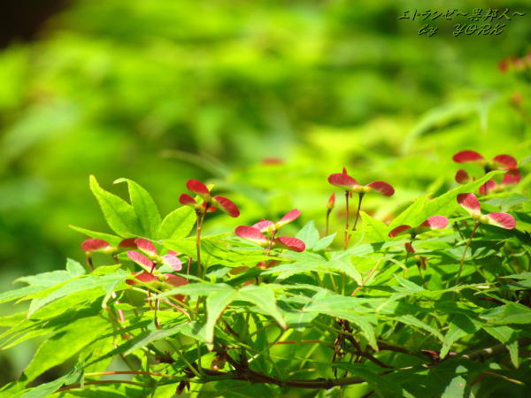 2635��ߥ��μ�120506