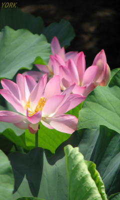 �����ѡ�1196ϡ�β�240&times;400