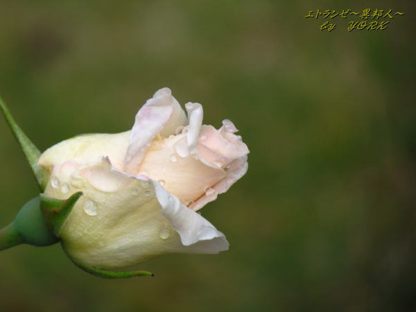 8478���鯲�����150503