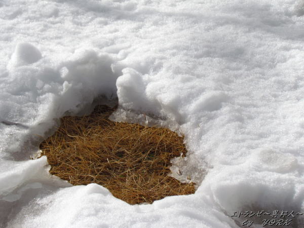 1199���ʤ��Ϥ��Ϥ�Ƥ���������140208