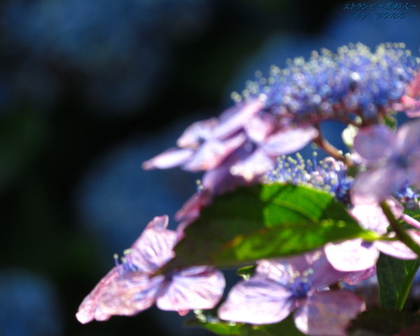 �ɻ桡3603�ۻ��۲֥��եȥե�������1280&times;1024