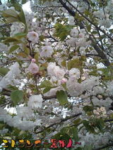 ��Ȭ�ź����å�