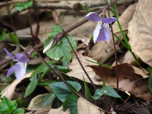 2442���ߥ�170318