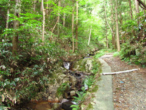 4668�������줿ͷ��ƻ�ʥȥ��140920