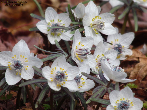 0364節分草20250215