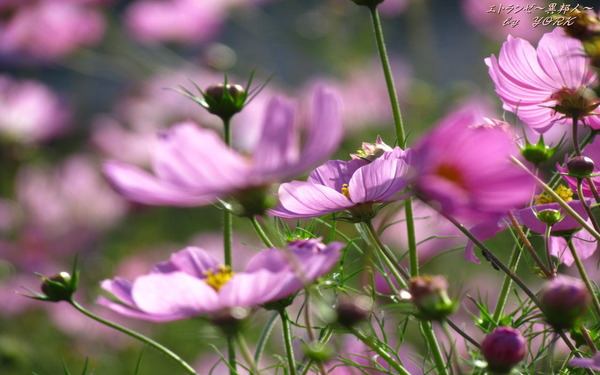 �ɻ桡5123����1280��800