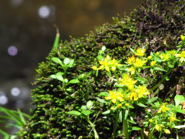 4371�������֤ȴݤܤ�170528